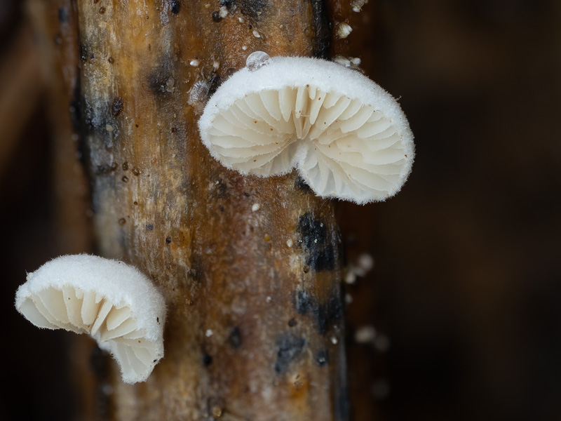 Crepidotus epibryus